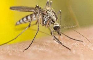 ചൈനയിലും വിയറ്റ്നാമിലും കാറ്റ് ക്യൂ വൈറസ് പടരുന്നു, ഇന്ത്യയും ഭീഷണിയില്: ലക്ഷണങ്ങളറിയാം