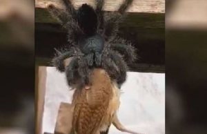 പക്ഷിയെ വിഴുങ്ങാന് ശ്രമിക്കുന്ന ചിലന്തി; വീഡിയോ വൈറല്