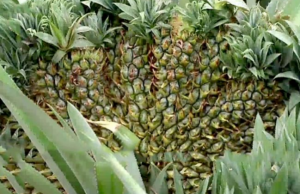 ഒരു കൈതച്ചെടിയില് 15 കൈതച്ചക്ക; അതിശയം മാറാതെ കര്ഷകര്, ഭക്ഷ്യയോഗ്യമല്ലെന്ന് കാര്ഷികസര്വകലാശാല