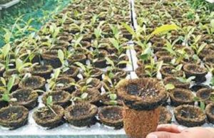 തൈ നടാന് ഇനി കയര് സഞ്ചി; പ്ലാസ്റ്റികിനോട് നോ പറഞ്ഞ് വനംവകുപ്പ്