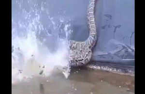 ഒരു പാമ്പിനെ നേരിടുന്നതിനിടയ്ക്ക് തലയ്ക്ക് മുകളിലൂടെ പാഞ്ഞ് വന്ന് കൂറ്റന് പെരുമ്പാമ്പ്; നടുക്കുന്ന വീഡിയോ