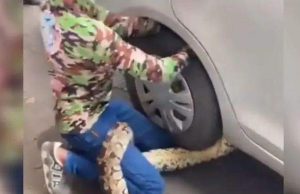 നഗരമധ്യത്തില് കാറിന്റെ ചക്രത്തിനിടയില് കൂറ്റന് പെരുമ്പാമ്പ്, വീഡിയോ