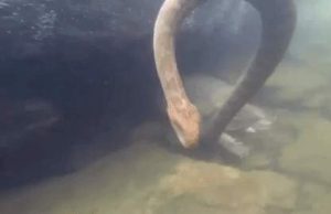 പാമ്പിനെ ഭക്ഷിക്കുന്ന ആമയെ കണ്ടിട്ടുണ്ടോ? ജീവനുള്ള പാമ്പും ആമയും തമ്മിലുള്ള പോരാട്ടം, വീഡിയോ