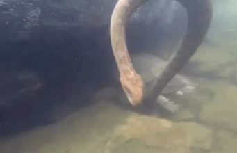 പാമ്പിനെ ഭക്ഷിക്കുന്ന ആമയെ കണ്ടിട്ടുണ്ടോ? ജീവനുള്ള പാമ്പും ആമയും തമ്മിലുള്ള പോരാട്ടം, വീഡിയോ