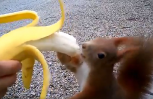 വിശന്ന് വലഞ്ഞ അണ്ണാറക്കണ്ണന് വായില് പഴം വെച്ച് കൊടുത്ത് യുവതി, വീഡിയോ വൈറല്