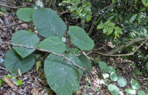 തേള് കടിച്ച അനുഭവം, ദിവസങ്ങളോളം നീണ്ടുനില്ക്കുന്ന വേദന; അപൂര്വ്വയിനം മരം കണ്ടെത്തി