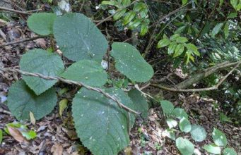 തേള് കടിച്ച അനുഭവം, ദിവസങ്ങളോളം നീണ്ടുനില്ക്കുന്ന വേദന; അപൂര്വ്വയിനം മരം കണ്ടെത്തി