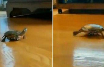 ‘പണ്ടിങ്ങനെ മുയലിനൊപ്പം ഓടിയിരുന്നെങ്കില് തോറ്റ് പോകില്ലായിരുന്നു’; വീഡിയോ വൈറല്