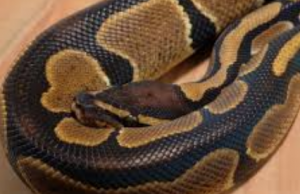 ഇണ ചേര്ന്നിട്ട് ഇരുപത് വര്ഷം: 62 വയസുള്ള പെരുമ്പാമ്പ് ഏഴ് മുട്ടകളിട്ടു