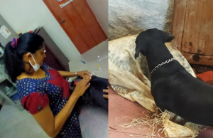 സാഹസികമായി മാധ്യമപ്രവര്ത്തകയുടെ ജീവന് രക്ഷിച്ചത് വളര്ത്തുനായ