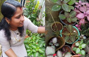 മൂന്നു സെന്റില് നിന്ന് പ്രതിമാസം 30,000 രൂപ; ലോക്ഡൗണില് നേട്ടം കൊയ്ത് വീട്ടമ്മ