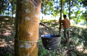 ഉണക്ക റബ്ബറില് നിന്ന് ഉത്പ്പന്നങ്ങള് നിര്മ്മിക്കാം; ഓണ്ലൈന് പരിശീലനവുമായി റബ്ബര് ബോര്ഡ്