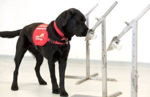 നായ്ക്കള് കൃത്യതയോടെ വൈറസ് മണത്ത് കണ്ട് പിടിക്കുമെന്ന് ശാസ്ത്രജ്ഞര്; മണിക്കൂറില് നൂറോളം പേരെ പരിശോധിക്കും