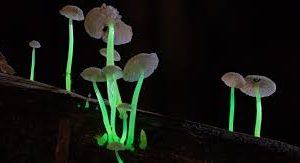 ഇരുട്ടില് തിളങ്ങുന്ന കൂണ്; ഇന്ത്യയിലിത് പുതിയ കണ്ടെത്തല്