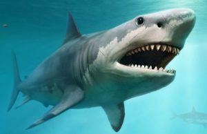 ഗര്ഭപാത്രത്തിനുള്ളില് പരസ്പരം കൊന്ന് തിന്നുന്ന സ്രാവിന് കുഞ്ഞുങ്ങള്; പുതിയ രഹസ്യങ്ങള് വെളിപ്പെടുന്നു