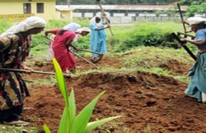 തൊഴിലുറപ്പ് ജോലിക്കിടെ മരിക്കുന്നവര്ക്ക് മുക്കാല് ലക്ഷം; പരിക്കേറ്റാല് സൗജന്യ ചികിത്സ