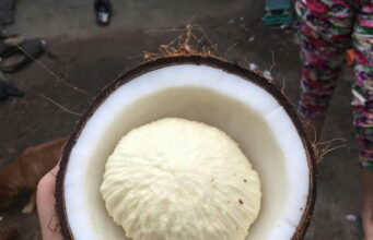 തെങ്ങിന് പൊങ്ങില് നിന്ന് ജ്യൂസ്, പ്രോട്ടീന് പൗഡര്; പരീക്ഷണത്തിനൊരുങ്ങി നാളികേര വികസന ബോര്ഡ്