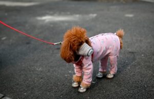 മൃഗങ്ങള്ക്ക് കോവിഡ് വാക്സിന് നല്കി റഷ്യ; ഇത് ചരിത്രപരമായ നീക്കം