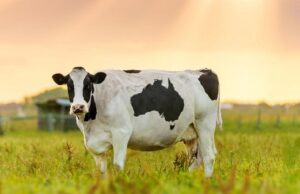 ക്ഷീരകര്കര്ക്കും കുടുംബത്തിനുമുള്ള ഇന്ഷുറന്സ് അപേക്ഷ ക്ഷണിച്ചു