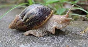 സൂക്ഷിക്കണം ആഫ്രിക്കന് ഒച്ചിനെ; കര്ഷകര്ക്ക് മുന്നറിയിപ്പ് നല്കി കാര്ഷിക ഗവേഷണകേന്ദ്രം