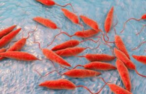 മനുഷ്യശരീരം തിന്നുന്ന പാരസൈറ്റുകള് വര്ധിക്കുന്നു; കാലാവസ്ഥാ വ്യതിയാനം കാരണമെന്ന് വിദഗ്ധര്