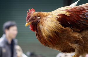 ലോകത്ത് ആദ്യമായി പക്ഷിപ്പനിയുടെ വകഭേദമായ H10N3 വൈറസ് മനുഷ്യനില്; സ്ഥിരീകരിച്ചത് ചൈനയില്