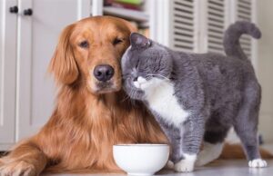 ഇനി വീട്ടില് മൃഗങ്ങളെ വളര്ത്തണമെങ്കില് ലൈസന്സ് എടുക്കണം; ഹൈക്കോടതി