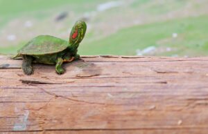 ബാക്ടീരിയ വാഹകരായ ചെഞ്ചെവിയന് ആമകള് പെരുകുന്നു; സംസ്ഥാനത്ത് ആശങ്ക