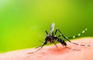 പുതിയ ഡെങ്കി കൂടുതല് അപകടകാരി; വ്യാപനശേഷി കൂടുതല്