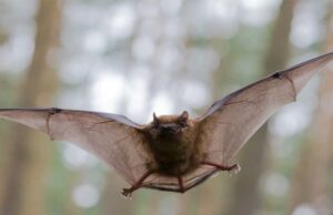 വേണം ‘നിപ’ക്കെതിരെ ജാഗ്രത.