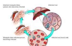 മോസ്ക്വിരിക്സ്; ലോകത്തെ ആദ്യ മലേറിയ വാക്സിന് ലോകാരോഗ്യസംഘടനയുടെ അംഗീകാരം