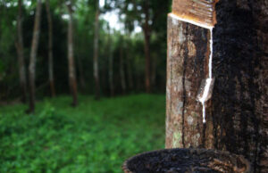 ഷീറ്റുറബർ ഉണ്ടാക്കുന്ന കർഷകർക്ക് ധന സഹായവുമായി റബർ ബോർഡ്