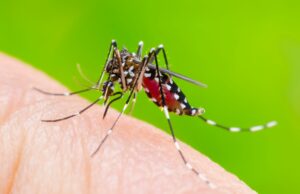 ഡെങ്കിപ്പനി; അറിയേണ്ട കാര്യങ്ങള്