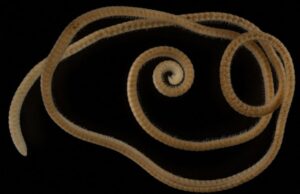 1,306 കാലുകള്; അത്യപൂര്വ്വ ജീവിയെ കണ്ടെത്തി ഗവേഷകര്