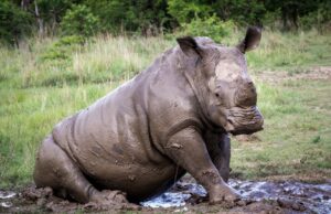 ആറാം കൂട്ടവംശനാശം ആരംഭിച്ചതായി ഗവേഷകര്; ജീവിവര്ഗങ്ങള് ഇല്ലാതാകും