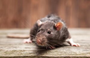 ലസ്സ പനി ബാധിച്ച് ആദ്യ മരണം; ലക്ഷണങ്ങള് അറിയാം