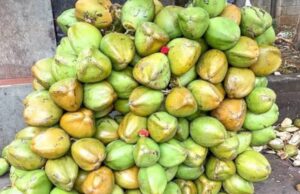 ഇളനീരിലും മായം