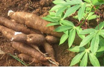 മരച്ചീനിയിൽ നിന്നും മദ്യം ഉൽപാദിപ്പിക്കാൻ ഒരുങ്ങി കേരളം.