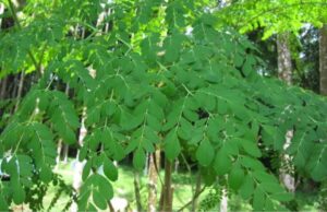 മരുന്ന് കഴിക്കാതെ രക്തസമ്മർദ്ധത്തെ വരുതിയിലാക്കാം