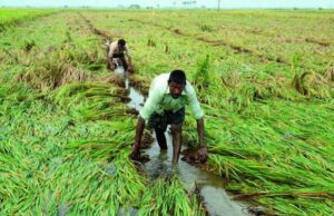 കിസാൻ ക്രെഡിറ്റ് കാർഡ് വായ്പ 3 ലക്ഷം വരെ.. ആരൊക്ക അർഹർ അറിയാം