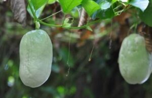 ആകാശവെള്ളരിയെ അറിയാമോ?