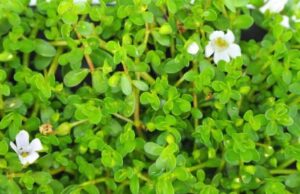 മാനസിക ആരോഗ്യത്തിനും, ഓർമക്കും ബ്രഹ്മി കൂട്ട്.