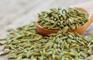 ദഹനപ്രശ്നങ്ങള്ക്ക് പരിഹാരം, ഭാരവും കുറയ്ക്കും; പെരുംജീരകത്തിന്റെ ഗുണങ്ങളറിയാം