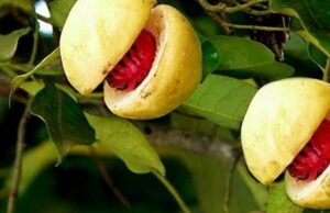 രുചിക്ക് മാത്രമല്ല ആരോഗ്യത്തിനും ഉത്തമം ജാതിക്ക