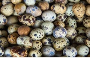 ഗുണത്തിൽ കുഞ്ഞനല്ല കാടമുട്ട..