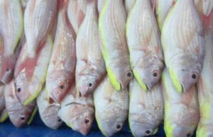 മീൻ സമം വിഷം.. ശ്രദ്ധിക്കണം ഇനി മീൻ വാങ്ങുമ്പോൾ