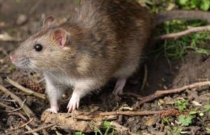 വേനൽ മഴ തുടരുന്നു. എലിപ്പനി വരാതിരിക്കാൻ വേണം കരുതൽ.