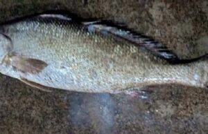 മീൻ മൂന്ന്. വില രണ്ട് ലക്ഷം. കേരളത്തിൽ തന്നെ