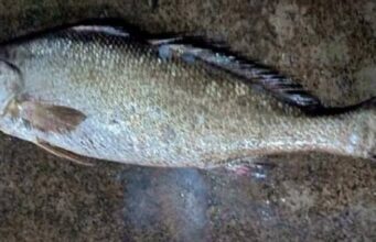 മീൻ മൂന്ന്. വില രണ്ട് ലക്ഷം. കേരളത്തിൽ തന്നെ