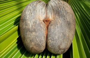 അപൂര്വ വിത്തായ കോക്കോ ഡിമെർ സ്വന്തമാക്കി മലയാളി